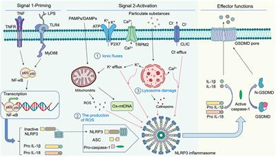 Regulation and functions of the NLRP3 inflammasome in RNA virus infection